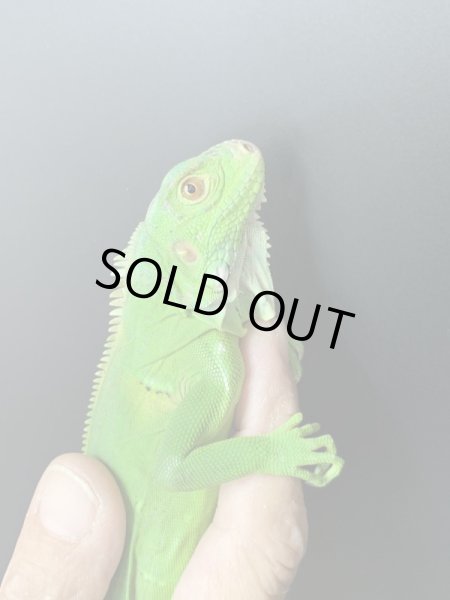 画像3: ホワイトエッジ ガイアナグリーンイグアナ (3)