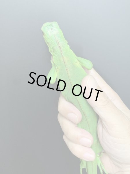 画像4: ホワイトエッジ ガイアナグリーンイグアナ (4)