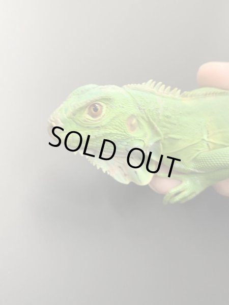 画像2: ホワイトエッジ ガイアナグリーンイグアナ (2)