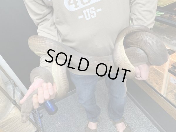 画像3: オリーブパイソン ♀ 約270cm (3)