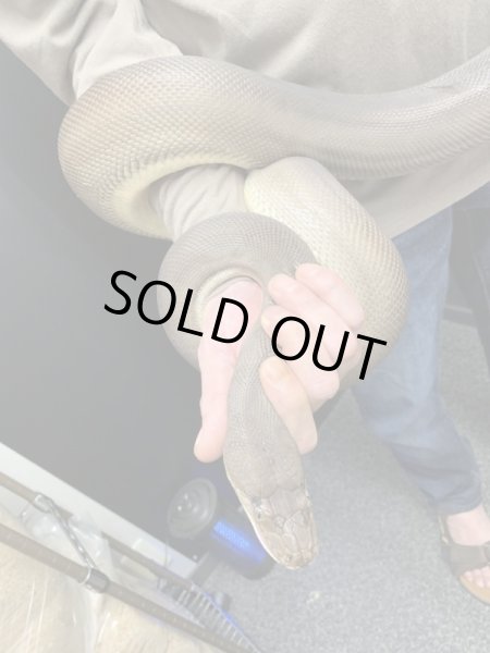 画像4: オリーブパイソン ♀ 約270cm (4)