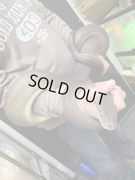 画像2: オリーブパイソン ♀ 約270cm (2)