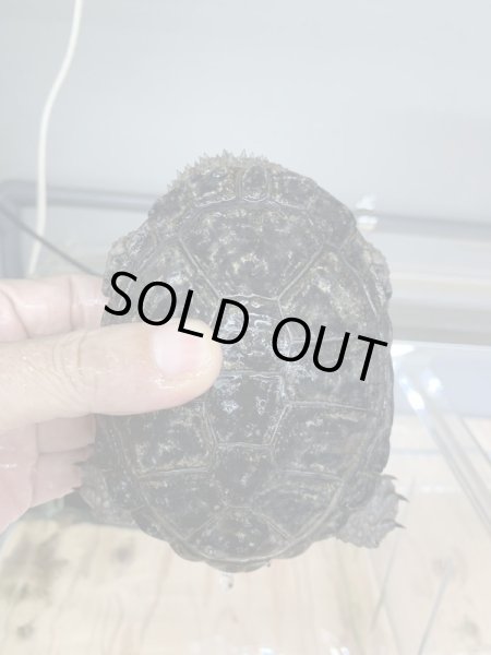 画像2: クロハラへビクビクガメ アダルト♂ (2)