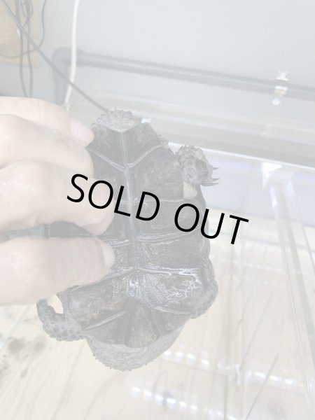 画像3: クロハラへビクビクガメ アダルト♂ (3)