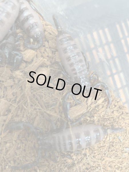 画像3: ダイオウサソリ 国内CB (3)