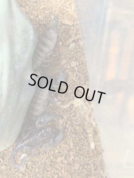 画像2: ダイオウサソリ 国内CB (2)