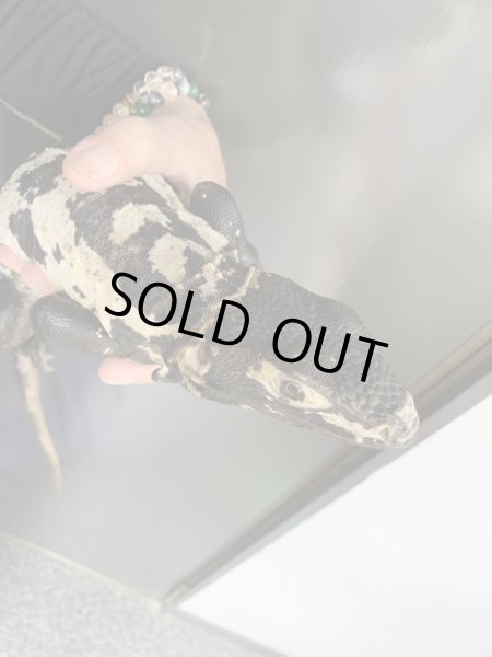 画像3: パンダパイドスパイニーテールイグアナ (3)