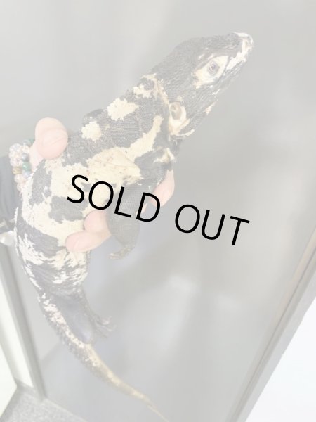 画像2: パンダパイドスパイニーテールイグアナ (2)