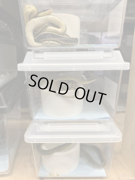 画像5: ビルマスジオ 国内CBベビー (5)