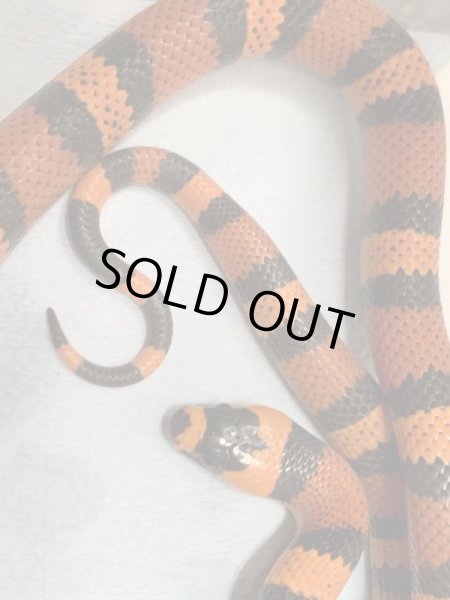 画像2: ホンジュラスミルクスネーク タンジェリン(トリカラー) (2)