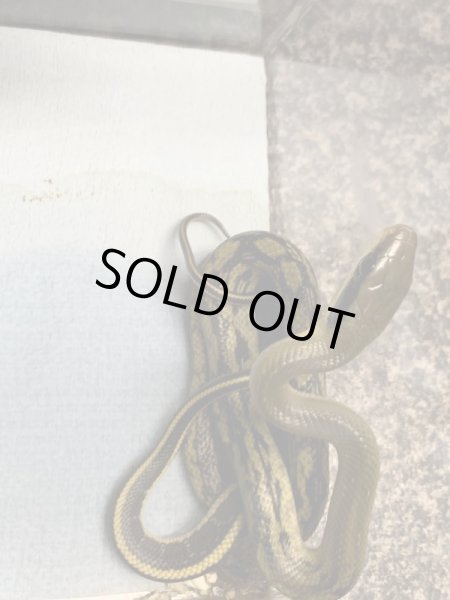 画像3: ビルマスジオ 国内CBベビー (3)