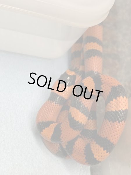 画像3: ホンジュラスミルクスネーク タンジェリン(トリカラー) (3)