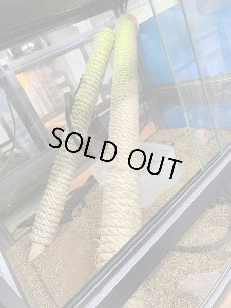 画像6: ブラックツリーモニター (6)