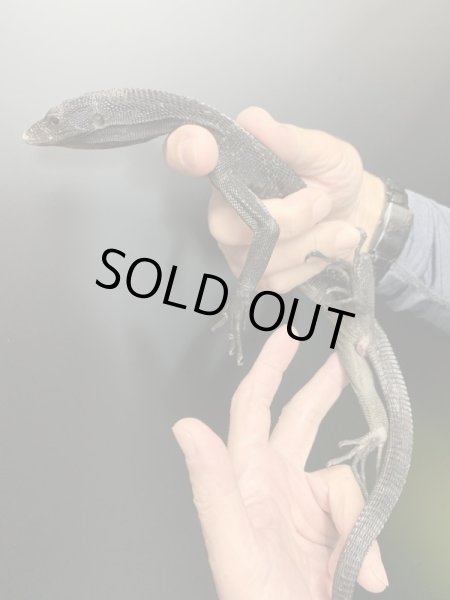 画像3: ブラックツリーモニター (3)