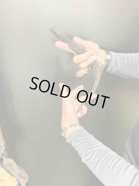 画像4: ブラックツリーモニター (4)