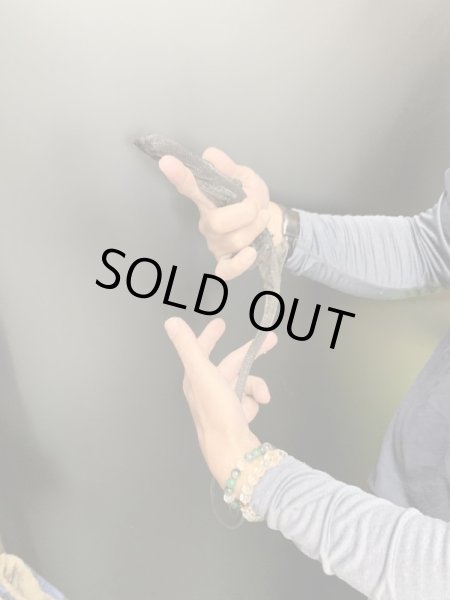 画像5: ブラックツリーモニター (5)