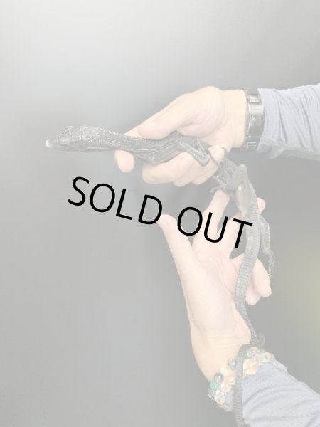 画像2: ブラックツリーモニター (2)