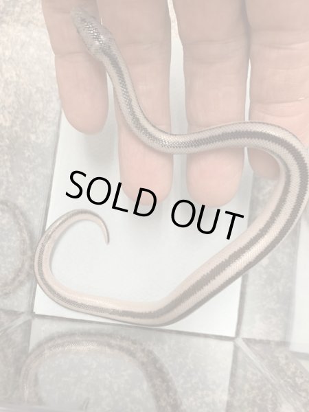 画像2: ロージーボア アネリ ♂ (2)