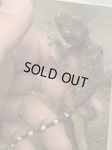 画像3: トッケイヤモリ ベビー (3)