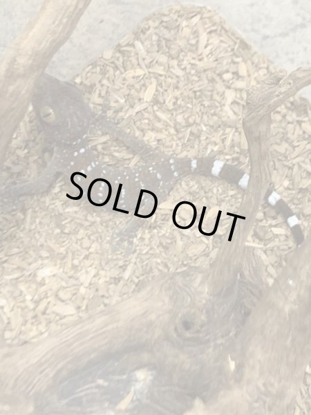 画像2: トッケイヤモリ ベビー (2)