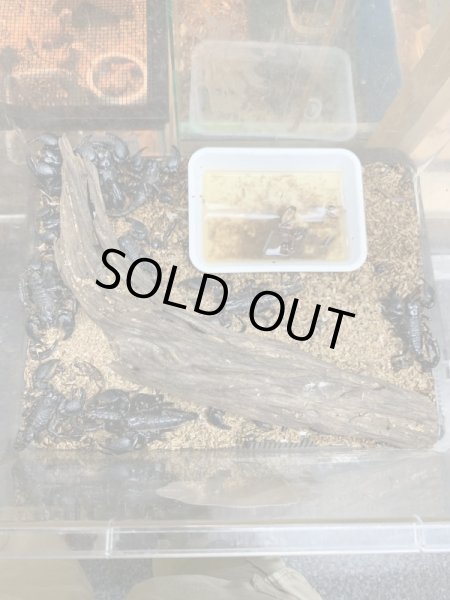 画像2: オオダイオウサソリ Paudinus dictator(大) (2)