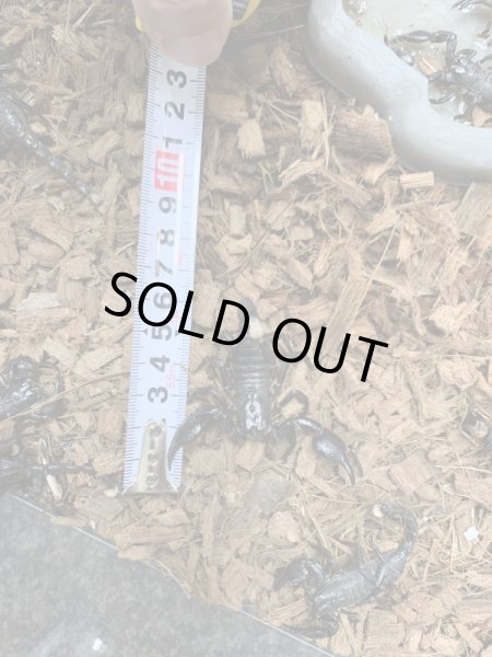 画像3: オオダイオウサソリ Paudinus dictator(小) (3)