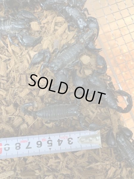 画像3: オオダイオウサソリ Paudinus dictator(中) (3)