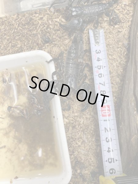 画像3: オオダイオウサソリ Paudinus dictator(大) (3)