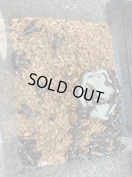 画像2: オオダイオウサソリ Paudinus dictator(小) (2)