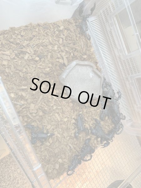 画像2: オオダイオウサソリ Paudinus dictator(中) (2)