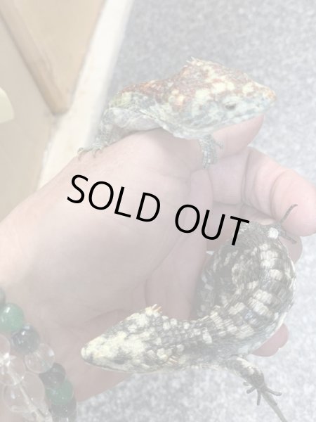 画像3: Abronia Lythrochila ♀ (3)