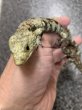 画像2: Abronia Lythrochila ♀ (2)