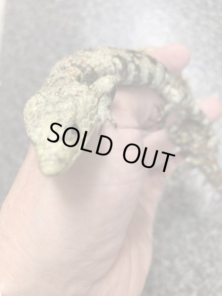 画像2: Abronia Lythrochila ♀ (2)