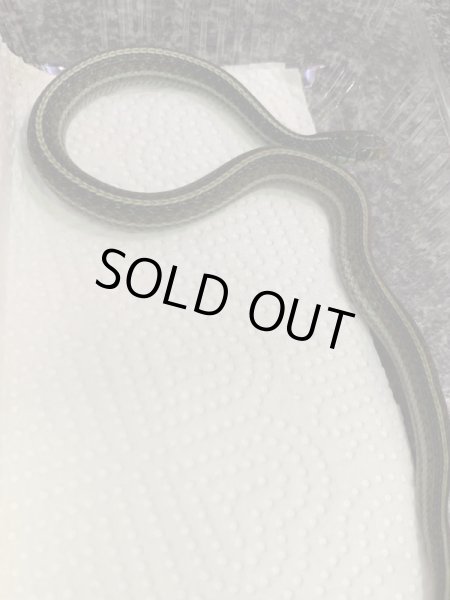 画像4: フロリダ ブルーガータースネーク ヤング (4)