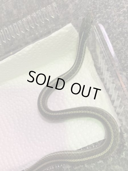 画像3: フロリダ ブルーガータースネーク ヤング (3)