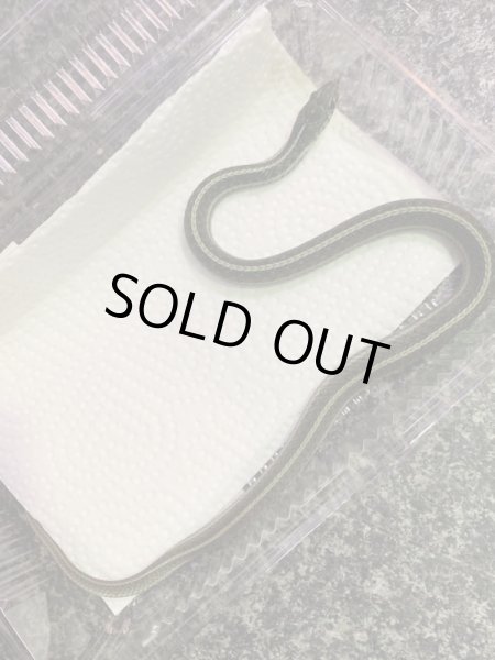 画像2: フロリダ ブルーガータースネーク ヤング (2)