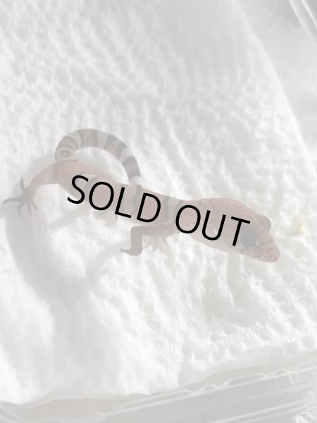 画像4: サヤツメ トカゲモドキ ベビー (4)