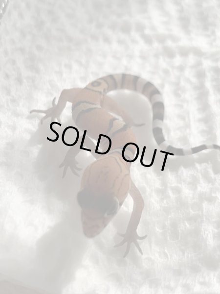 画像3: サヤツメ トカゲモドキ ベビー (3)