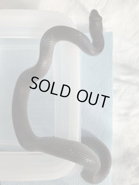 画像2: オリーブハウススネーク (2)