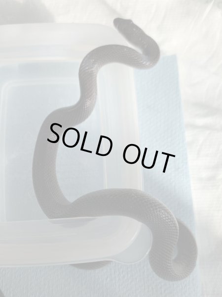 画像3: オリーブハウススネーク (3)