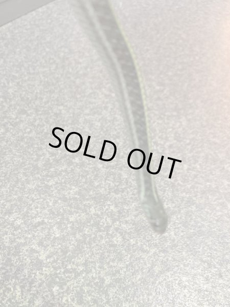 画像5: フロリダ ブルーガータースネーク ヤング (5)