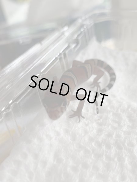 画像2: サヤツメ トカゲモドキ ベビー (2)