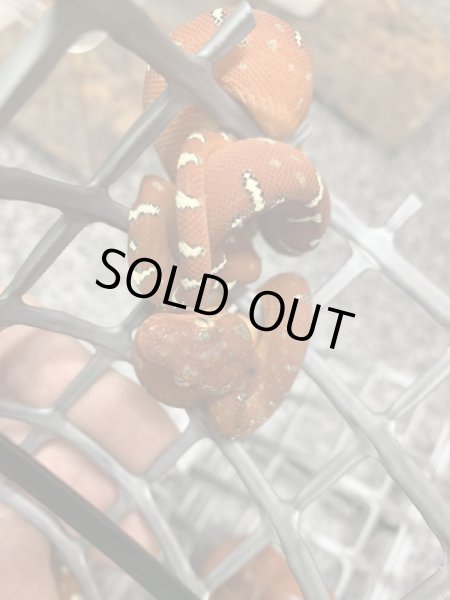 画像2: エメラルドツリーボア 国内CB (2)