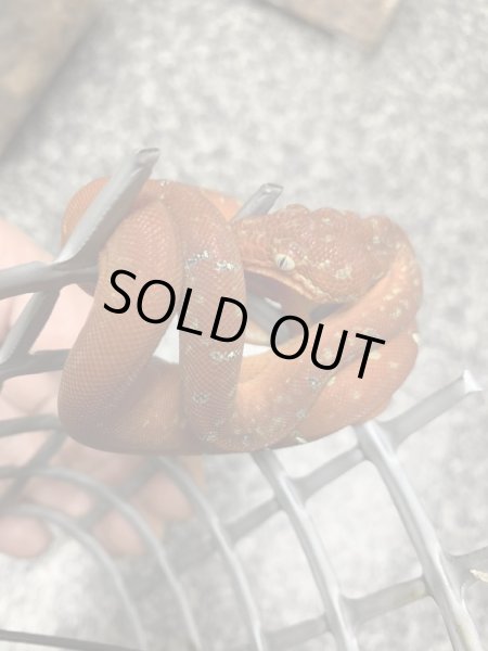 画像3: エメラルドツリーボア 国内CB (3)