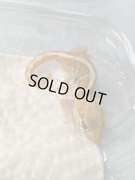 画像3: ソメワケササクレヤモリ ザンティック (3)