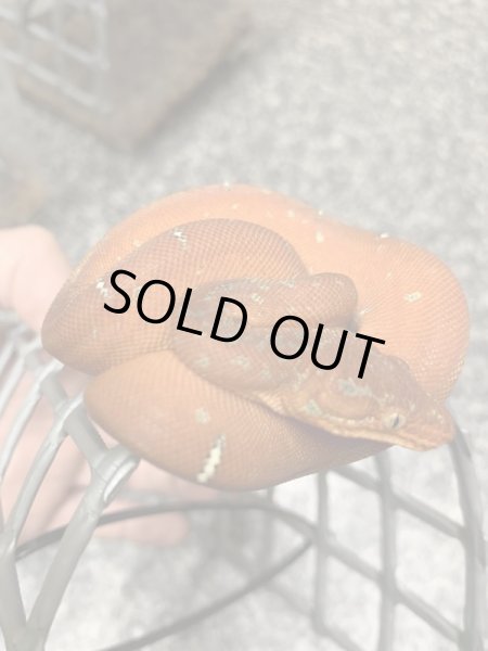 画像6: エメラルドツリーボア 国内CB (6)