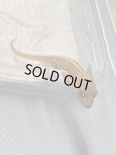 画像2: ソメワケササクレヤモリ ザンティック (2)