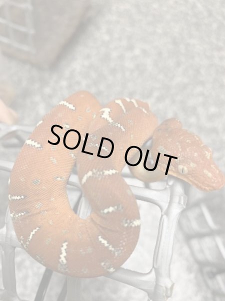 画像5: エメラルドツリーボア 国内CB (5)