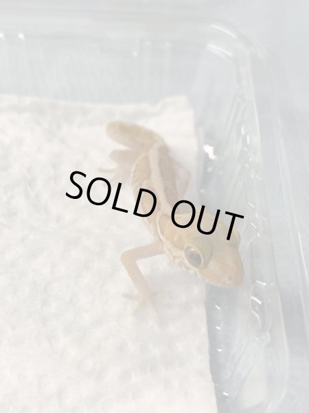 画像4: ソメワケササクレヤモリ ザンティック (4)