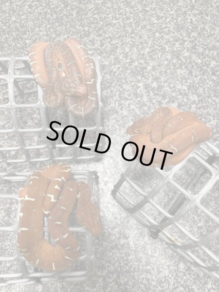 画像4: エメラルドツリーボア 国内CB (4)